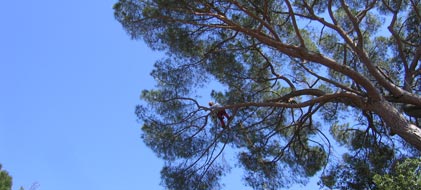 potatura alberi ad alto fusto in tree climbing