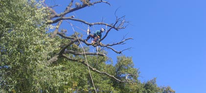 Potature ed abbattimenti in tree climbing